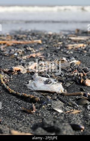 Passera pianuzza, Starfish comune, cozze, vongole di Razor e altre creature marine lavate su Saltburn-by-the-Sea circondato Nero da depositi di carbone del mare, Nord Foto Stock