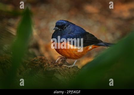 Bianco-rumped shama, Copsychus malabaricus, blu e arancio raro uccello dall'India, Asia. Shama nell'habitat, vegetazione verde. Fauna selvatica scena da tro Foto Stock