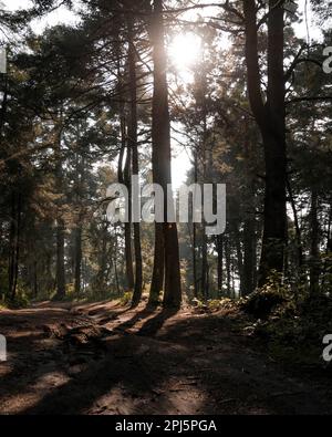 Una foresta lussureggiante con una strada sterrata tortuosa che si snoda attraverso gli alberi Foto Stock