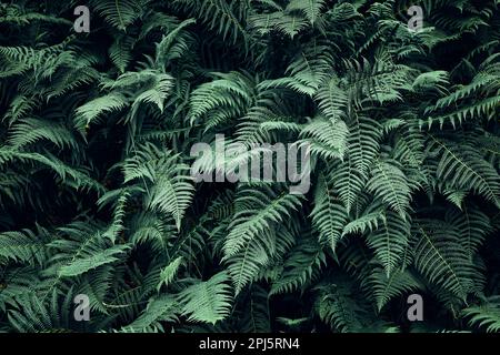 Fern lascia sfondo. Primo piano di foglie di felce verde scuro Foto Stock