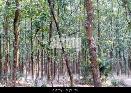 Shorea robusta, la foresta di alberi sal/shaal nella foresta di Hatibandha, Bangladesh. Alberi tropicali. Foto Stock