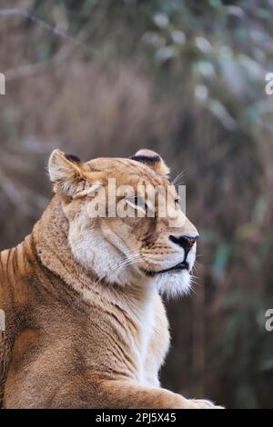 Un maestoso leone barbarico maschio arroccato in cima a una sporgenza rocciosa, guardando con un'espressione potente e regale Foto Stock