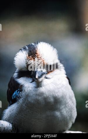 Un adorabile bambino laughing kookaburra uccello appollaiato su un ramo di legno, guardando contentedly al suo compagno Foto Stock