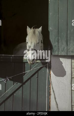 Un cavallo bianco si trova in una stalla aperta di legno, guardando direttamente lo spettatore con un'espressione curiosa Foto Stock