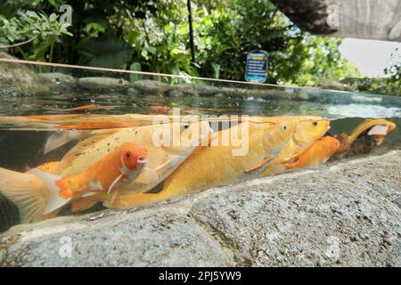 Cyprinus carpio o carpa comune in un grande acquario all'aperto. Pesci d'oro allo zoo Gembira loka, Jogjakarta. Scuola di pesci d'oro. Foto Stock