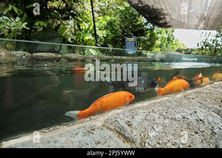 Cyprinus carpio o carpa comune in un grande acquario all'aperto. Pesci d'oro allo zoo Gembira loka, Jogjakarta. Scuola di pesci d'oro. Foto Stock