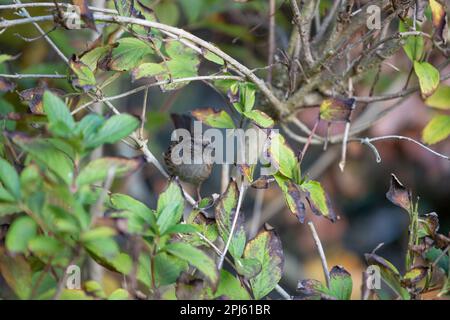 Dunnock (Prunella modularis) a Hedge - Yorkshire, Regno Unito (novembre 2022) Foto Stock