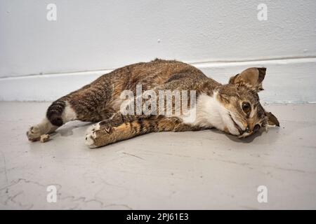 Gatto farcito sul suo lato sul pavimento (tassidermy) Foto Stock