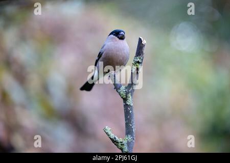 Femmina Eurasian Bullfinch (Pyrhula pirrhula) arroccato su una filiale -Yorkshire, Regno Unito (novembre 2022) Foto Stock
