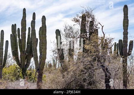 Enorme cactus su terreno arido messicano tra fitti secchi selvatici contro il cielo blu coperto di nuvole bianche, vegetazione sparsa con fogliame, giorno di sole per giorno Foto Stock