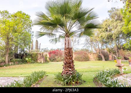 Chinese scherm palm or Livistona chinensis among grass in a public park, trees with green foliage against a gray cloudy sky, plants on a brick wall in Foto Stock