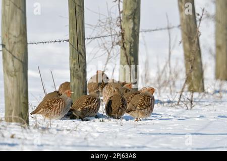 Coesione... Pernice grigio ( perdix perdix ), catena pernice, alcuni pernici che si riparano su un bordo prato, bordo campo Foto Stock