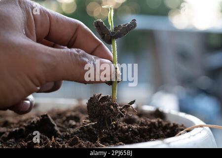 Primo piano di una mano di un uomo che tiene un grano di pianta di cacao crescente con le radici. Concetto di natura, ambiente e conservazione dell'ambiente naturale. Foto Stock