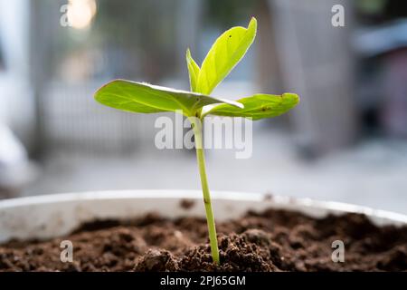 Le piantine (Terminalia Catappa) iniziano a crescere in terreno fertile. cresca da seme Foto Stock