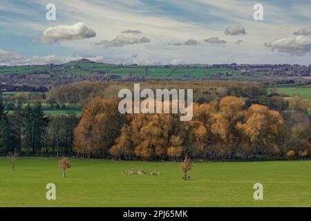 Una vista verso Almscliffe Crag in lontananza da Harewood, nello Yorkshire occidentale, con una mandria di cervi in primo piano nella fotografia. Foto Stock