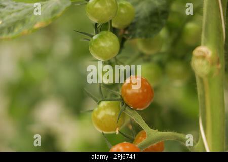 Un primo piano di succosi pomodori ciliegini su gambi pronti per la raccolta Foto Stock