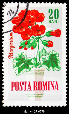 MOSCA, RUSSIA - 25 MARZO 2023: Francobollo stampato in Romania mostra Apple Geranium (Pelargonium odoratissimum), Garden Flowers serie, circa 1964 s. Foto Stock