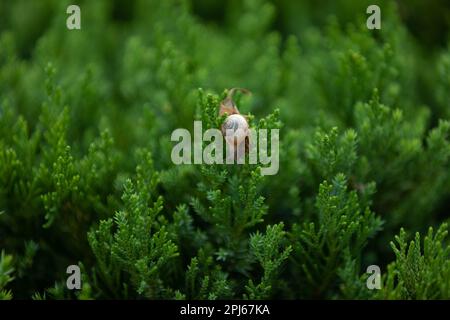 Una piccola lumaca poggia su un ramo di un vivace cespuglio verde in un ambiente all'aperto. Foto Stock