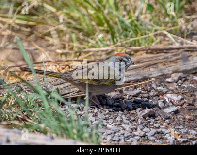 Questa zona desertica era molto popolare per i songbirds, tra cui questo Towhee dalla coda verde che veniva a bere qualcosa. Foto Stock