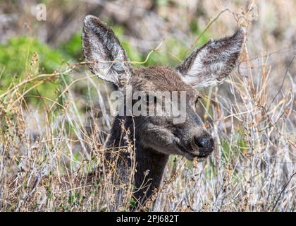 Un bellissimo Cervo curioso che guarda giù per un sentiero in un'area selvaggia del New Mexico. Foto Stock