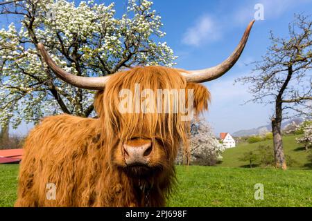 Bestiame scozzese delle Highland in un pascolo, primavera al museo all'aperto Beuren, Alb Svevo, Baden-Wuerttemberg, Germania Foto Stock