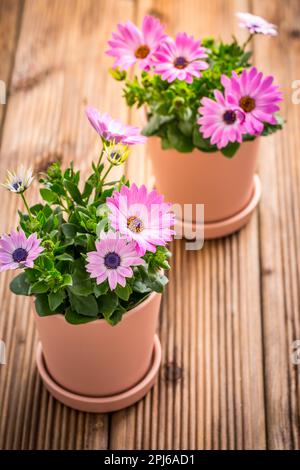 Fiori di primavera e piante in vasi di fiori con attrezzi da giardinaggio e. annaffiatura lattone su sfondo di legno Foto Stock