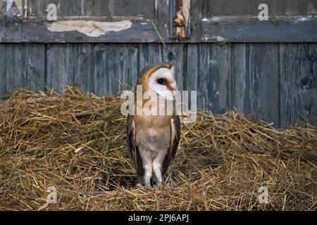 Gufo comune (Tyto alba) seduto in fieno all'interno di capannone in legno in fattoria in primavera Foto Stock