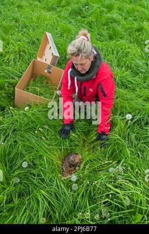 Squadra di soccorso che rimuove il capriolo fawn nascosto, trovato in erba alta con drone dotato di termocamera, prima di falciare erba in primavera Foto Stock