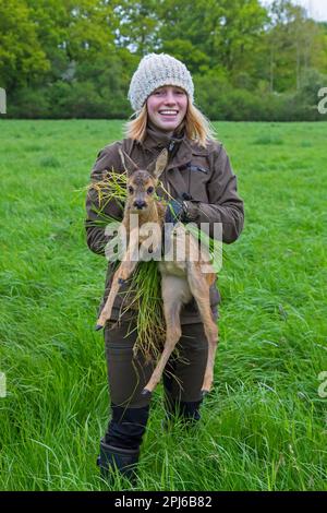 Squadra di soccorso che rimuove il capriolo fawn nascosto, trovato in erba alta con drone dotato di termocamera, prima di falciare erba in primavera Foto Stock