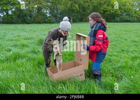 Squadra di soccorso che rimuove il capriolo fawn nascosto, trovato in erba alta con drone dotato di termocamera, prima di falciare erba in primavera Foto Stock