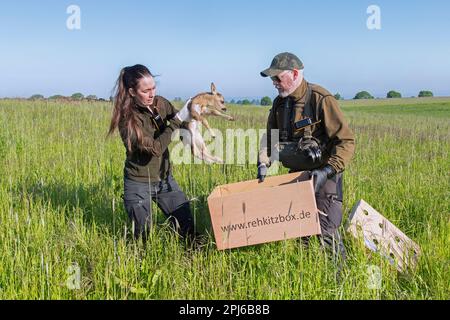 Squadra di soccorso che rimuove il capriolo fawn nascosto, trovato in erba alta con drone dotato di termocamera, prima di falciare erba in primavera Foto Stock