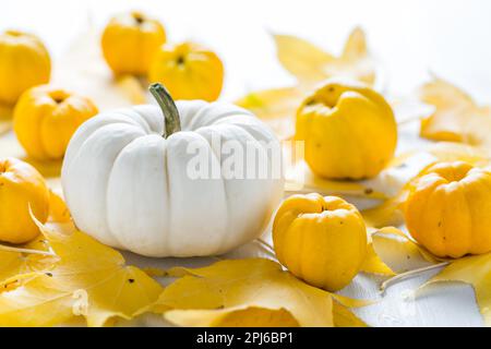 Decorazione di zucca bianca e frutta autunnale per il Ringraziamento su sfondo bianco Foto Stock