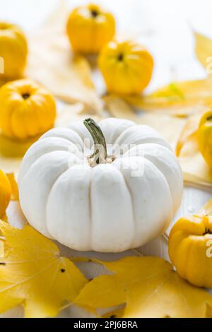 Decorazione di zucca bianca e frutta autunnale per il Ringraziamento su sfondo bianco Foto Stock