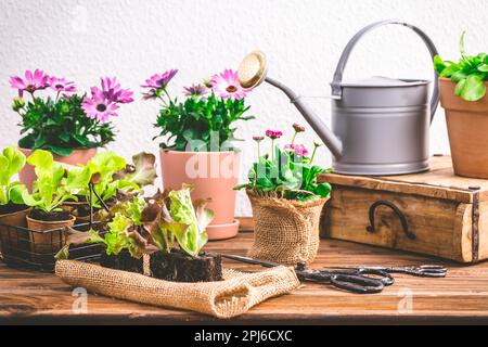 Piantine di lattuga e piante di pottetto con attrezzi da giardinaggio Foto Stock