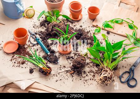 Propagazione delle piante e reimpianto casa pianta concetto con vasi da fiori, terreno e attrezzi di giardinaggio Foto Stock