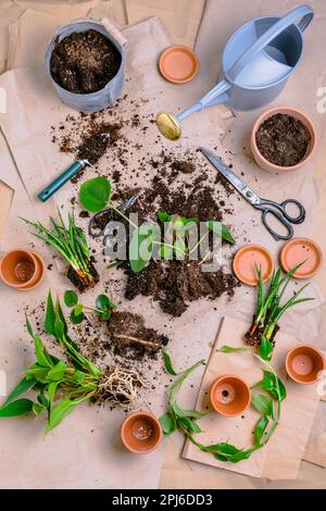 Propagazione delle piante e reimpianto casa pianta concetto con vasi da fiori, terreno e attrezzi di giardinaggio Foto Stock