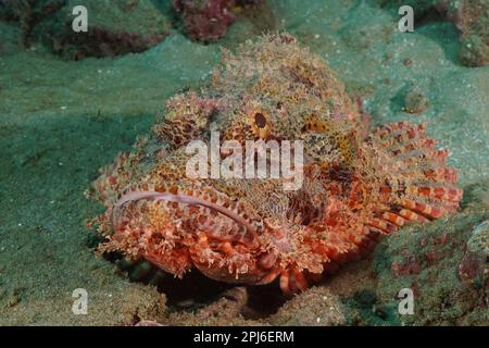 Dragonhead frangiato (Scorpaenopsis oxicephala) che riposa nella sabbia. Sito per immersioni Parco Nazionale della Baia di Sodwana, Riserva Marina di Maputaland, KwaZulu Natal Foto Stock