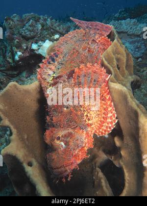 Dragonhead frangiato (Scorpaenopsis oxicephala) appoggiato in una spugna marina. Sito per immersioni Parco Nazionale della Baia di Sodwana, Maputaland Marine Reserve, KwaZulu Foto Stock