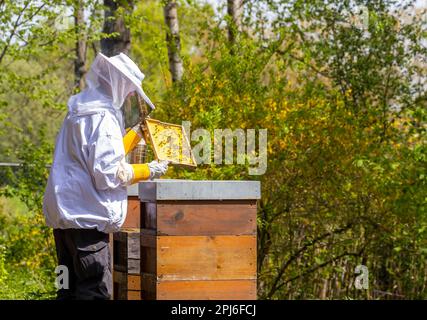 Apicoltore con fumatore, apparecchio di fumo, controlla nido d'ape di una colonia di api, Stoccarda, Baden-Württemberg, Germania, Europa Foto Stock