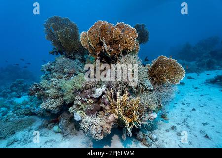 Blocco di corallo sul fondo sabbioso, tipico, con molti coralli diversi, in particolare grandi ventilatori rete fuoco corallo (Millepora dichotoma), giallo, Mar Rosso, St. Foto Stock