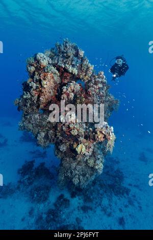 Subacqueo guardando a quindici metri di altezza torre corallina fatta di varie specie di corallo di pietra, Mar Rosso, St. Johns, Egitto Foto Stock