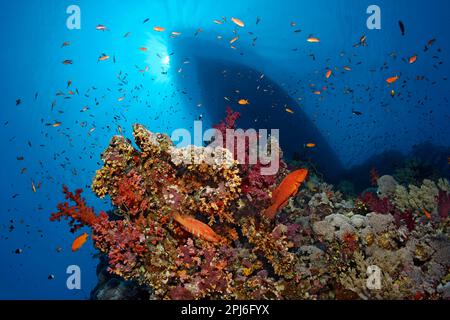 Barriera corallina con molti coralli diversi, sul segale destro (Cefalopholis miniata), sul cernario sinistro (Cefalopholis) Foto Stock