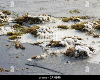 Il ghiaccio rimane su un pascolo Foto Stock