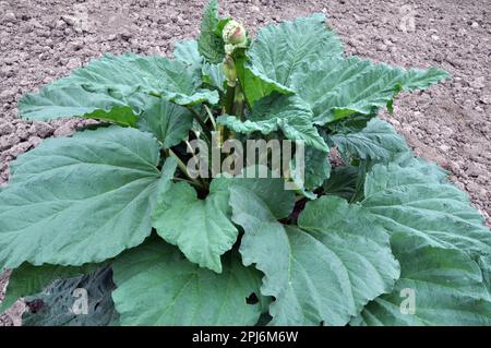 Rabarbaro coltivato nel giardino in terreno organico aperto. Foto Stock