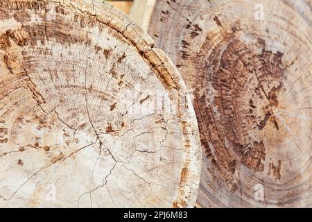Sezioni di moncone in legno di teak duro con crepe, anelli annuali e superficie testurizzata - sbozzati per tavoli e altre produzioni in fabbrica, arredamento balinese Foto Stock