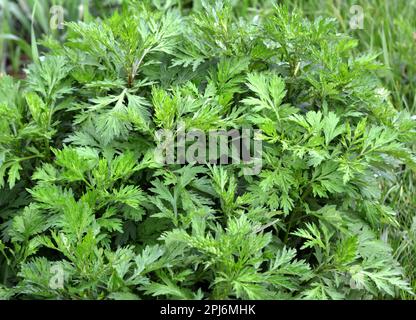 Il legno di wormwood (Artemisia vulgaris) cresce selvaggio nella natura Foto Stock