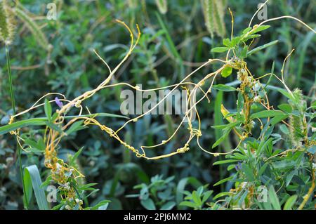 La pianta parassita cuscuta cresce nel campo tra i raccolti Foto Stock