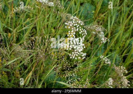 La primavera sta crescendo in natura Falcaria vulgaris Foto Stock