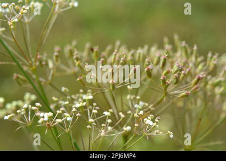 La primavera sta crescendo in natura Falcaria vulgaris Foto Stock