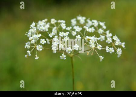 La primavera sta crescendo in natura Falcaria vulgaris Foto Stock